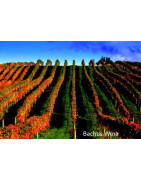 Hawke's Bay Nowa Zelandia - Regiony Winiarskie - Sklep z Winem Bachus