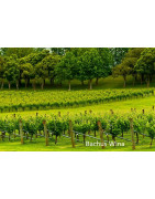 Auckland Nowa Zelandia - Regiony Winiarskie - Sklep z Winem Bachus