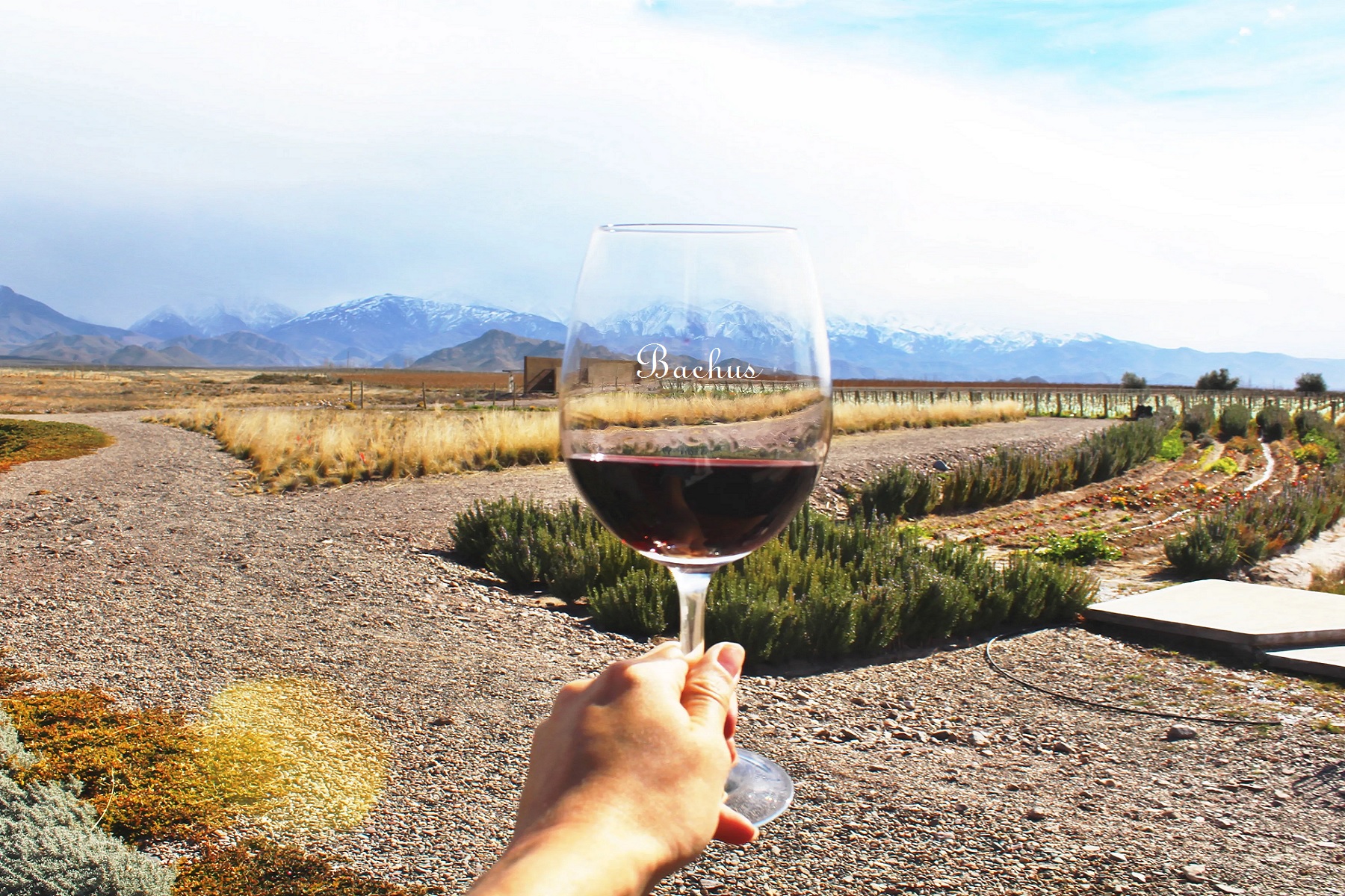 Zuccardi