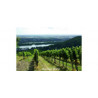 Weingut Mayer am Pfarrplatz Wina Austriackie