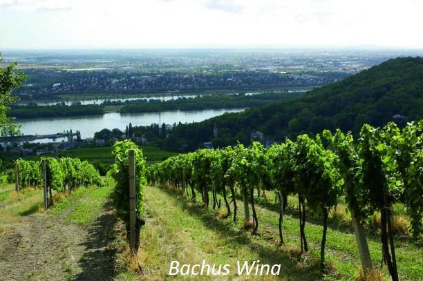 Weingut Mayer am Pfarrplatz Wina Austriackie