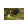 Rotes Haus Austriackie Wina