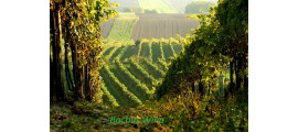 Weingut Herbert Zillinger wina Austriackie