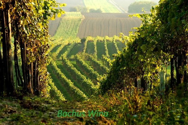 Weingut Herbert Zillinger wina Austriackie