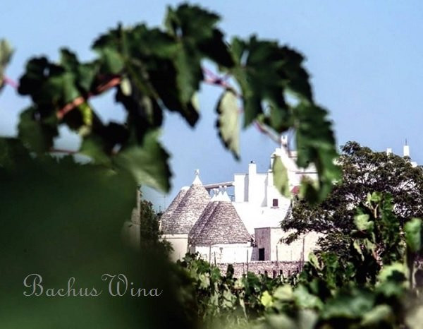Terrecarsiche1939 Wines Puglia