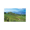 Vina Errazuriz Dolinie Aconcagua Chile