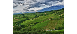 Tenuta Ulisse wina Abruzji