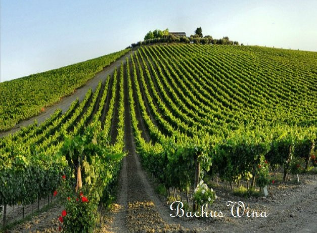 Montioni wina Umbria