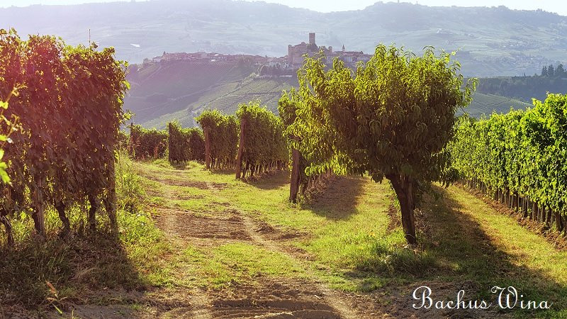 Poderi Gianni Gagliardo Piemont