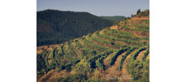 Miguel Torres Chile Curico Valley