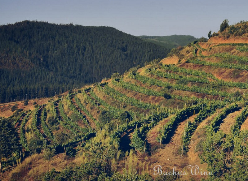 Miguel Torres Chile Curico Valley