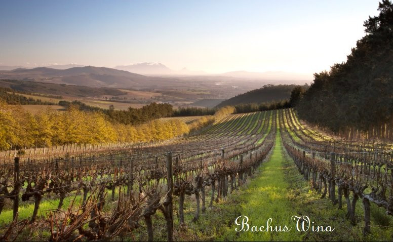 Delheim Wines wina RPA