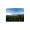 Saint Clair Family Estate