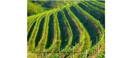 Luccarelli Winery