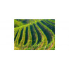 Luccarelli Winery