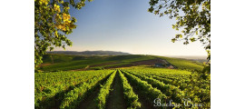 Tenuta Sant'Anna Wines