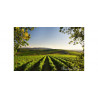 Tenuta Sant'Anna Wines