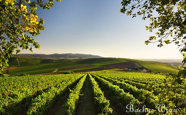 Tenuta Sant'Anna Wines