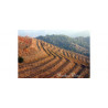 Cellers Scala Dei Priorat