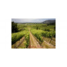 Ochagavia Wines