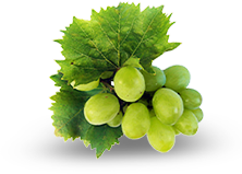 Winogrono